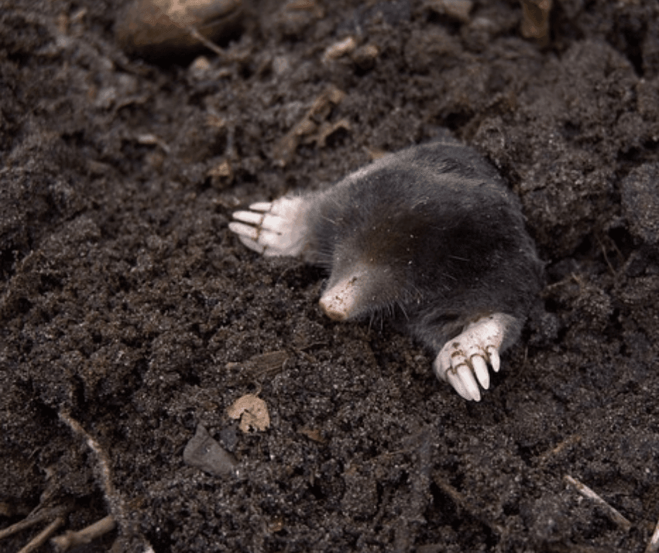 Diep graven loont *