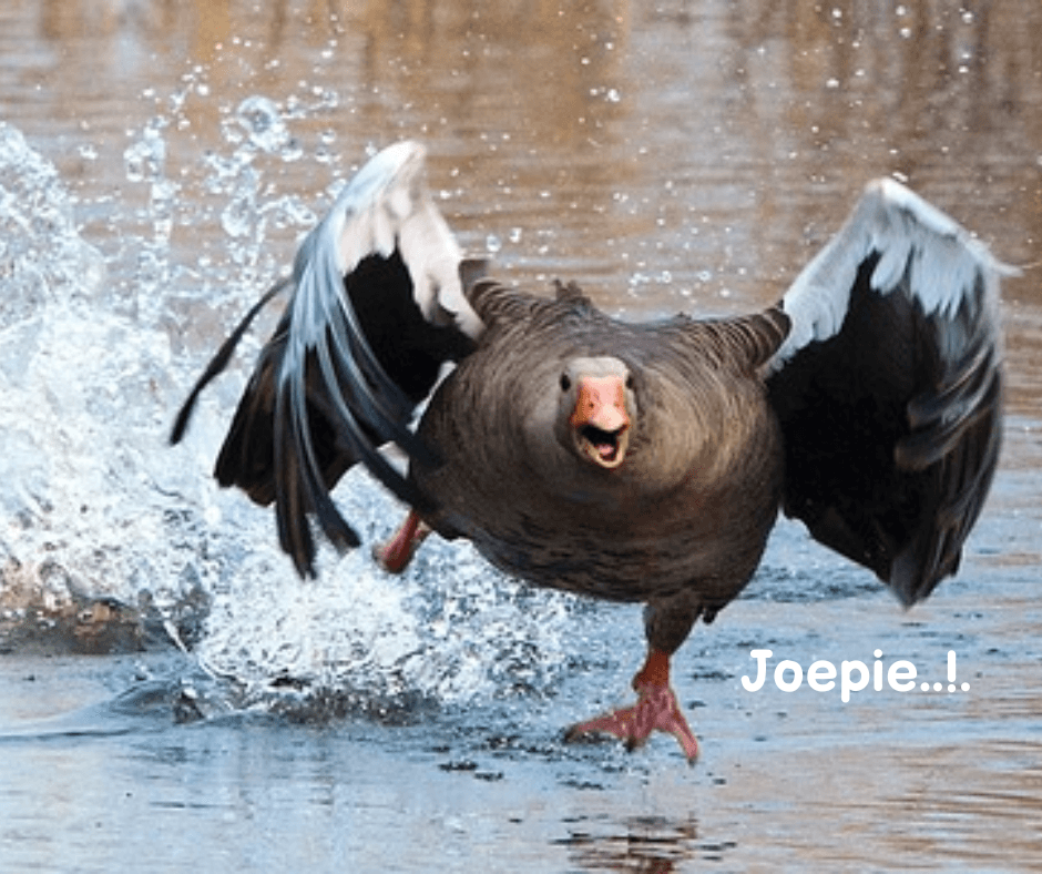 Joepie… *