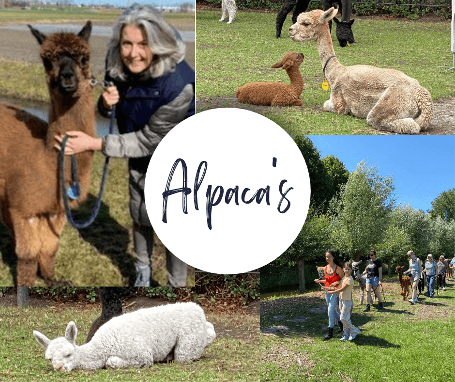 Magische Wandeling met Alpaca's